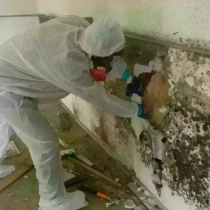 Mold Remediation and Removal in Brush Prairie, WA